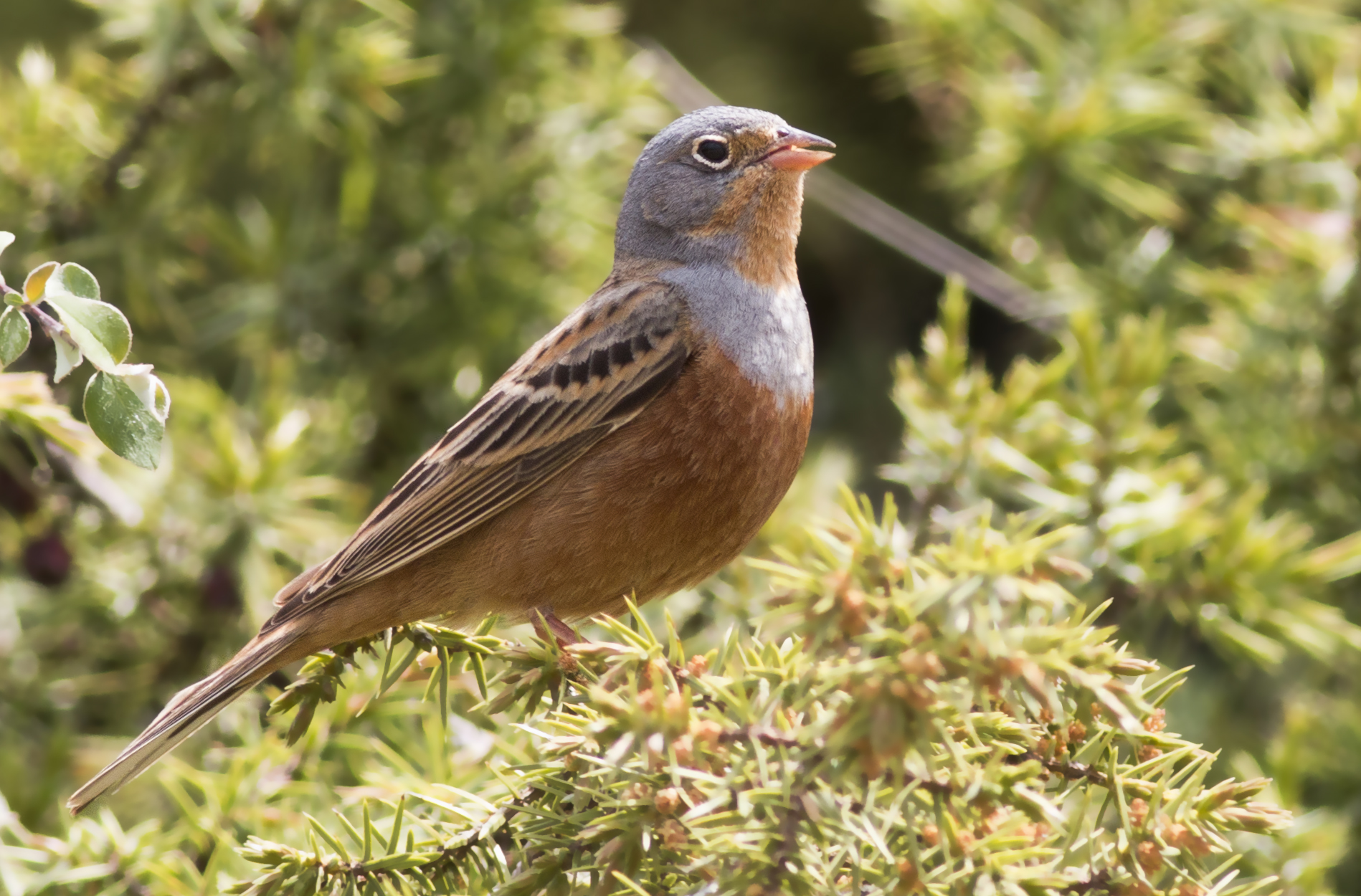 Cretzschmar's Bunting